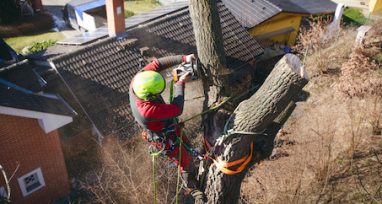 Man Cutting Tall Tree — Gardening Equipment In Urunga, NSW