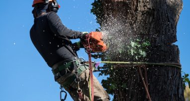 Man Cutting Tree — Gardening Equipment In Urunga, NSW